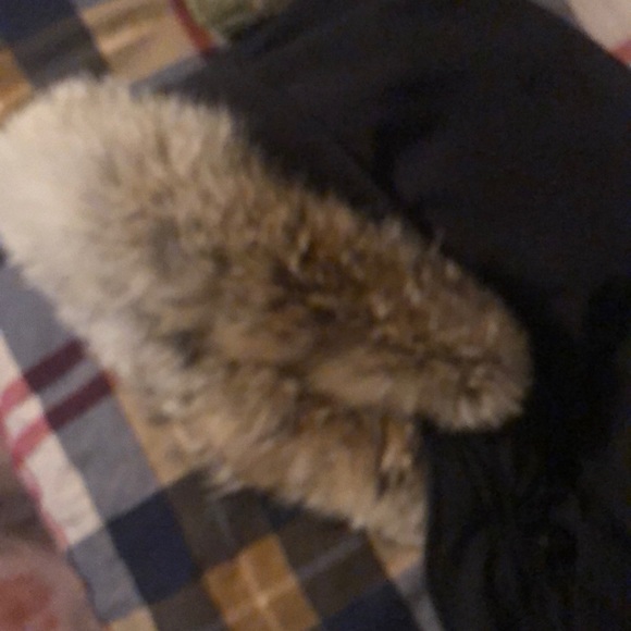 Canadian goose - Picture 4 of 6